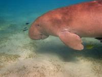 dugong pix.jpg