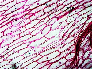 shutterstock_1366714247_epidermis_epiderma (1).jpg