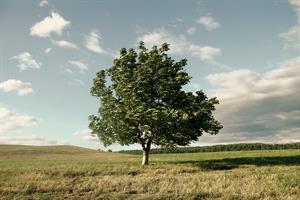 tree-1620921_960_720.jpg