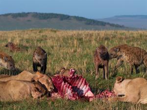 Shutterstock_2141501021_lions eating hyena waiting_lauvas ēd hiēnas gaida.jpg
