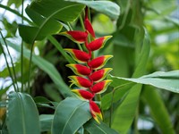 shutterstock_1993020359_false bird of paradise_helikonija.jpg