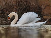 Shutterstock_2129833610_swan_gulbis.jpg