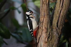 woodpecker-дятел_dzenis.jpg