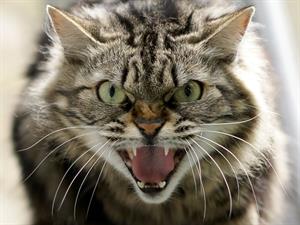 Shutterstock_419227960_angry cat_dusmīgs kaķis.jpg