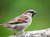 Shutterstock_2534216699_Sparrow_Mājas zvirbulis.jpg