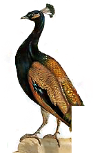 11.png