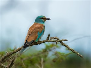 Shutterstock_2479085973_european roller_zaļā vārna.jpg