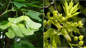 Acer-platanoides-1.png