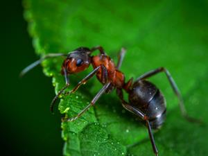 Shutterstock_2111092766_ant_skudra.jpg