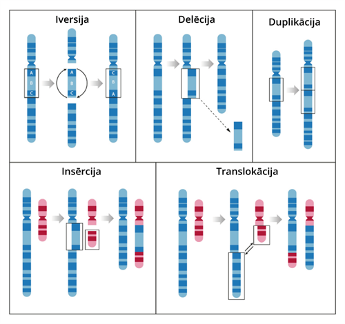 YCUZD_231012_5612_hromosome.png