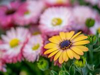 Shutterstock_2475002075_daisy flower_margrietiņa.jpg