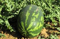 watermelon-1379990_960_720.jpg