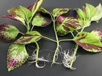 shutterstock_2452426295_roots on cuttings_saknes uz spraudeņiem.jpg