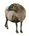 6.png
