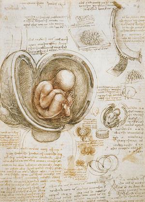 730_Fetus-in-the-womb919102r-lpr-1.jpg