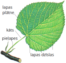 leafparts (1).png