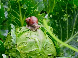 Shutterstock_206731999_snail on cabbage_gliemezis uz kāposta.jpg