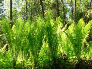 ostrich_fern_(matteuccia_struthiopteris)-3.jpg