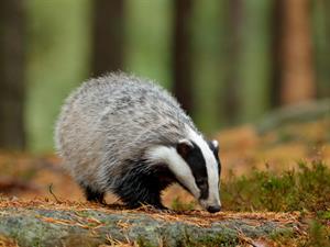 Shutterstock_788449597_badger_āpsis.jpg