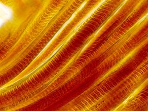 Shutterstock_1033566559_muscle fibers_muskuļu audi.jpg