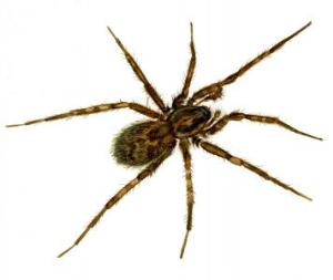 tegenaria-domestica.jpg