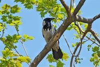 crow-ворона_varna.jpg