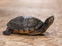 Shutterstock_2247700969.jpg