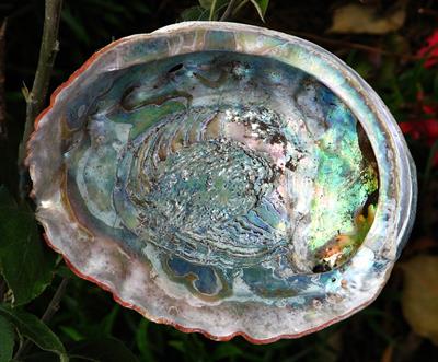 abalone-pix.jpg