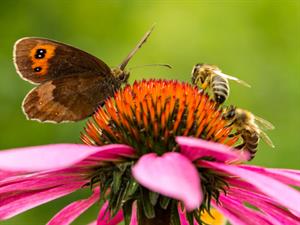 Shutterstock_1741839515_bees and butterfly_bites un tauriņš.jpg