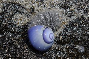 sea-snail-pix.jpg