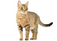 shutterstock_127306949.jpg