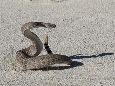 rattlesnake-pix.jpg