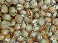 Shutterstock_1436170604_shells_gliemežvāki.jpg
