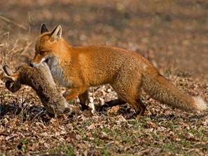 Shutterstock_1613159050_fox with rabbit_lapsa ar zaķi.jpg