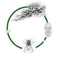 2insects.about.JPG