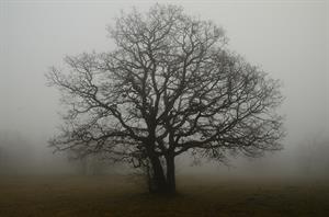 tree-1230809_960_720.jpg
