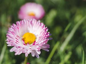 Shutterstock_2155646111_daisy_margrietiņa.jpg