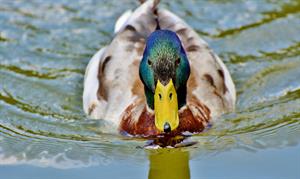duck pix.jpg
