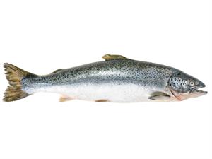 Shutterstock_1203605818_salmon_lasis.jpg