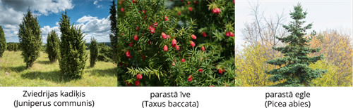 YCUZD_241206_6873_Augu_sistem_7.png