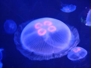 yelly-fish--large-msg-1128881028-2.jpg
