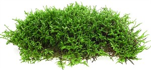 Shutterstock2404576611mosssūnas.jpg