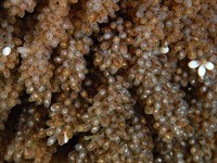 shutterstock_1782412064_octopus eggs_astoņkāja olas.jpg