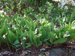 Shutterstock_2269774777_lilies of the valley_maijpuķīte.jpg