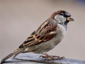 sparrow-воробей_zvirbulis.jpg