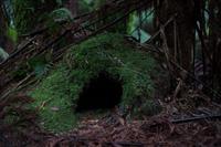 bear_cave-95196_1920.jpg