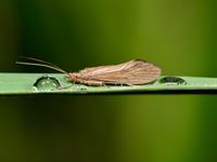 Shutterstock_139842607_caddisfly_makstene.jpg