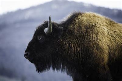bison-pix.jpg