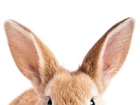 Shutterstock_589399619_rabbit ears_truša ausis.jpg