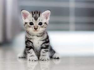 Shutterstock_352176329_kitten_kaķēns.jpg